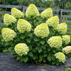 Hortenzia metlinatá (Hydrangea paniculata) ´MAGICAL LIME SPARKLE´® - výška 40-50 cm, kont. C2L